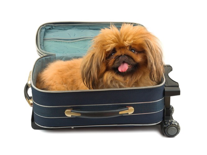 スーツケースに入った犬