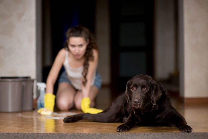 犬が汚した床を掃除する女性