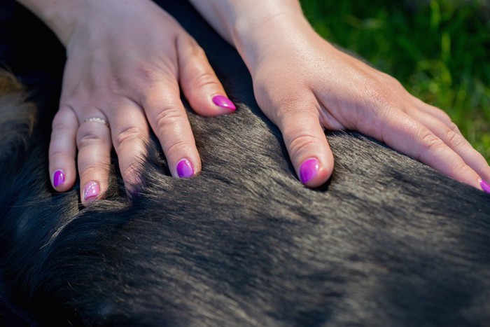 犬の身体に触れる人の手