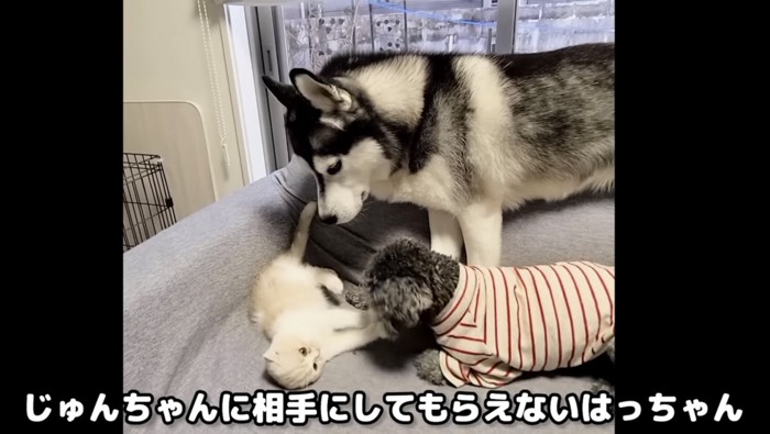 遊ぶ子猫とトイプードルを上から見ているハスキー犬