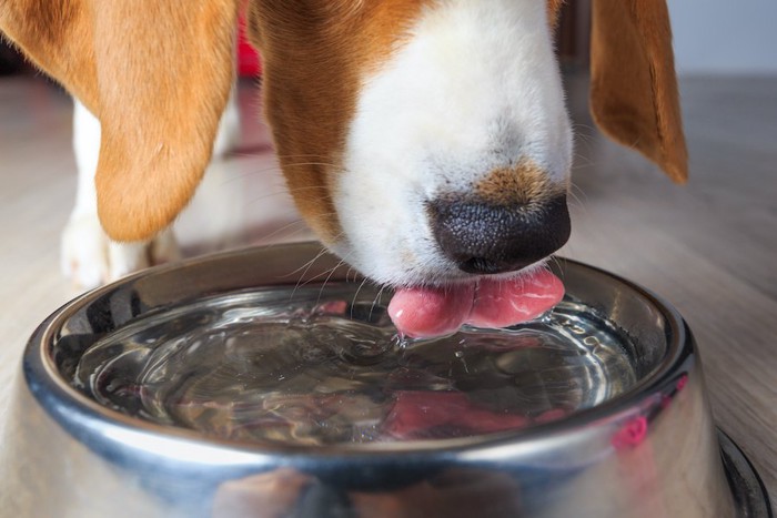 シルバーの器で水を飲む犬