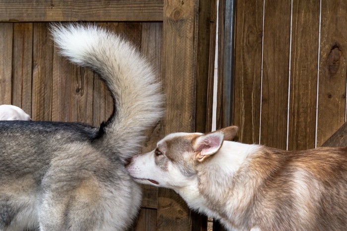 犬のおしりの匂いを嗅ぐハスキー犬