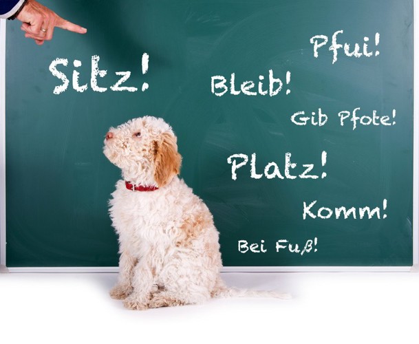 ドイツ語が書かれた黒板と犬