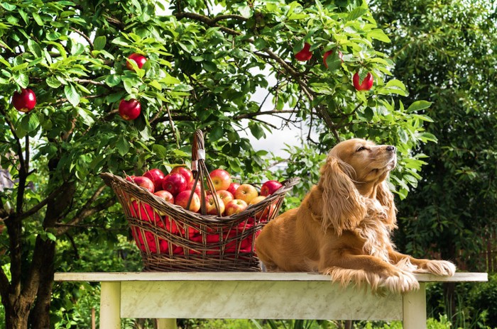 りんごの木の下で休む犬