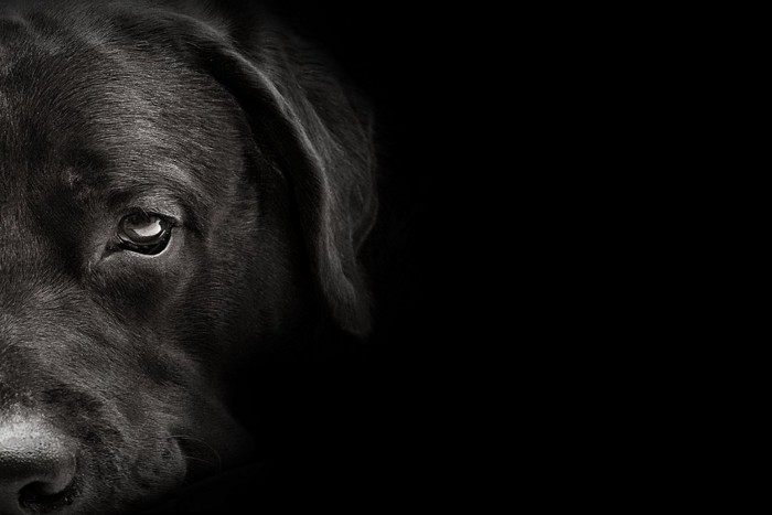 暗い背景と犬