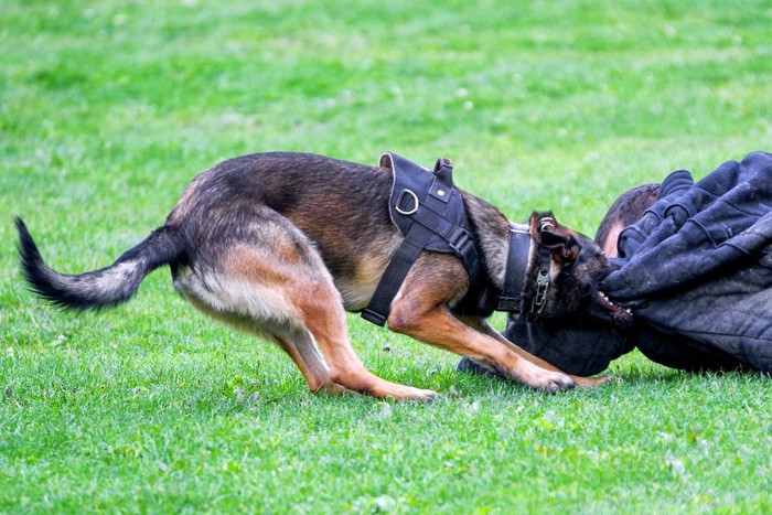 犯人を捕らえる警察犬、訓練の様子