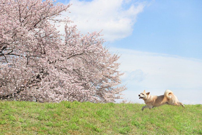 走る柴犬と桜