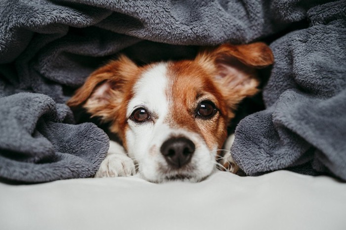 毛布の中から見つめる犬