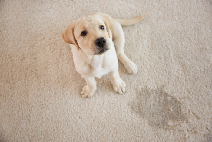 子犬と濡れたカーペット