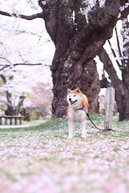 柴犬 桜