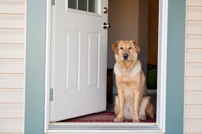 玄関ドアと犬