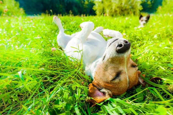 芝生の上で眠る犬