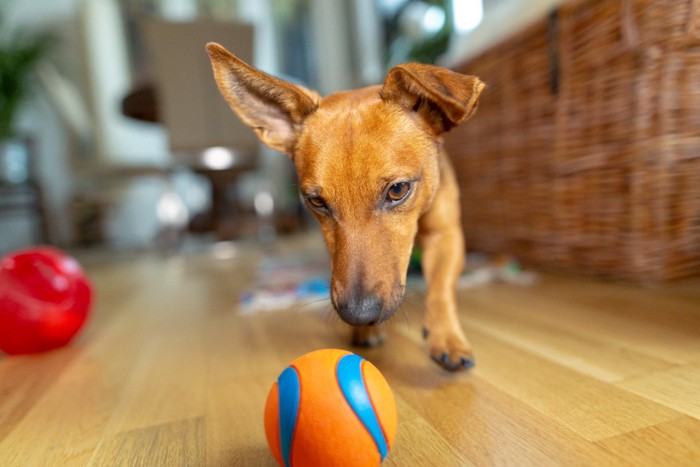目の前のボールを直視する犬