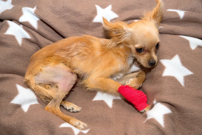 膝蓋骨脱臼を治療してもらった犬