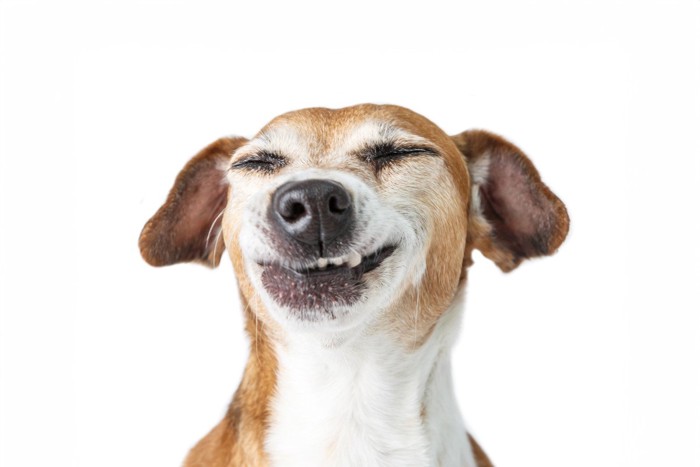 目を細めて笑う犬