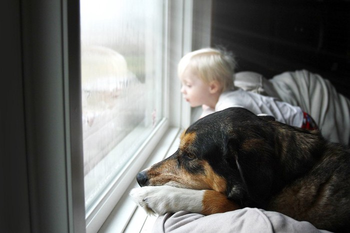 小さな男の子と一緒に外を見る犬