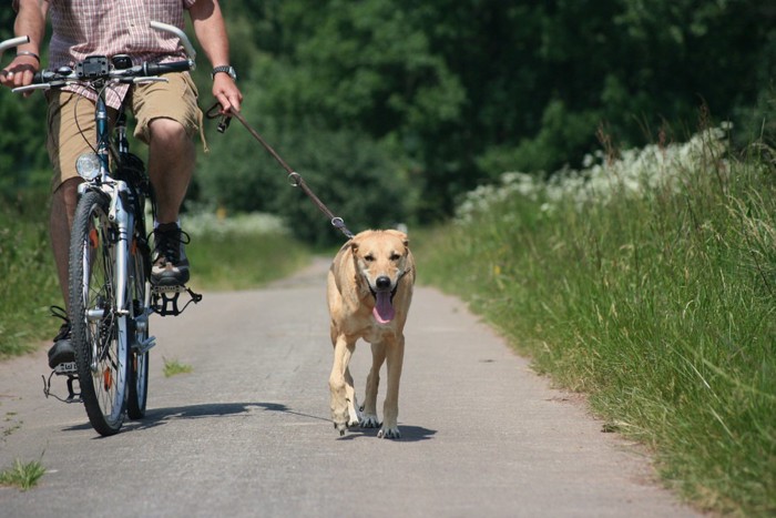自転車と犬