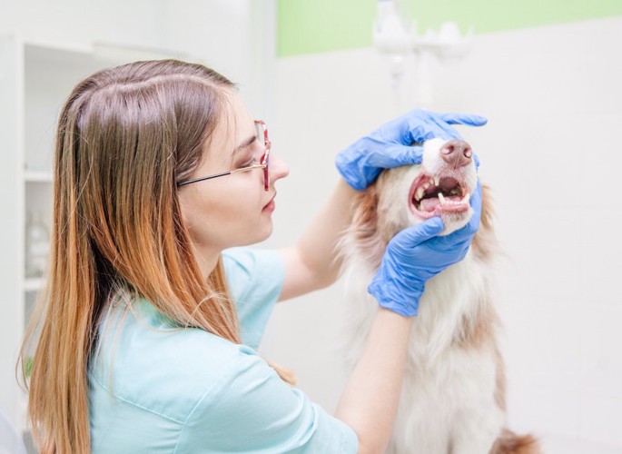 獣医師に口を診察されている犬