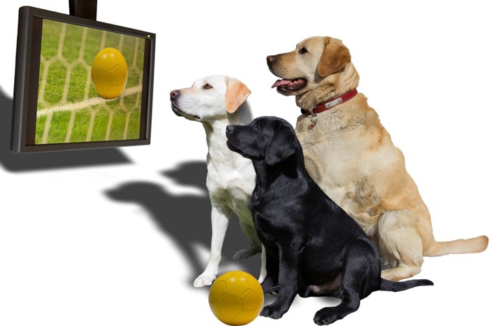 テレビの中のボールを見る3匹の犬