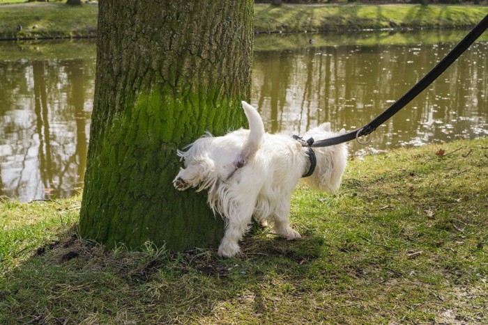 散歩中に木の根元におしっこをする犬
