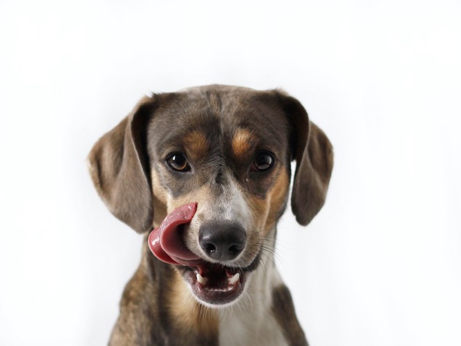 舌なめずりをしている犬