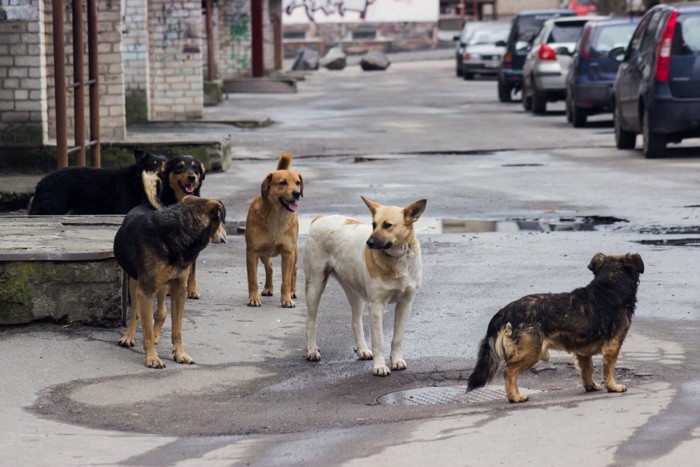 ストリートにたむろする犬たち
