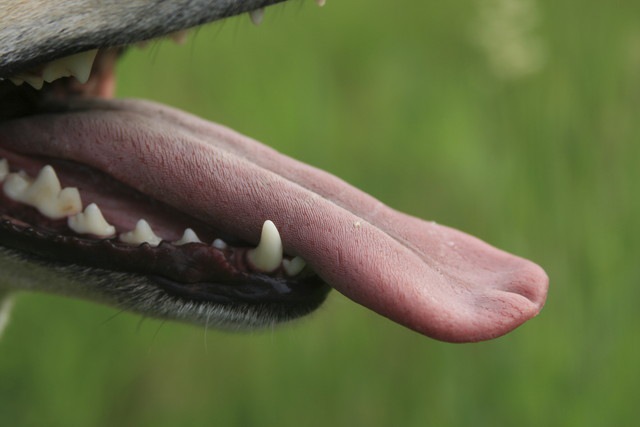 犬の舌