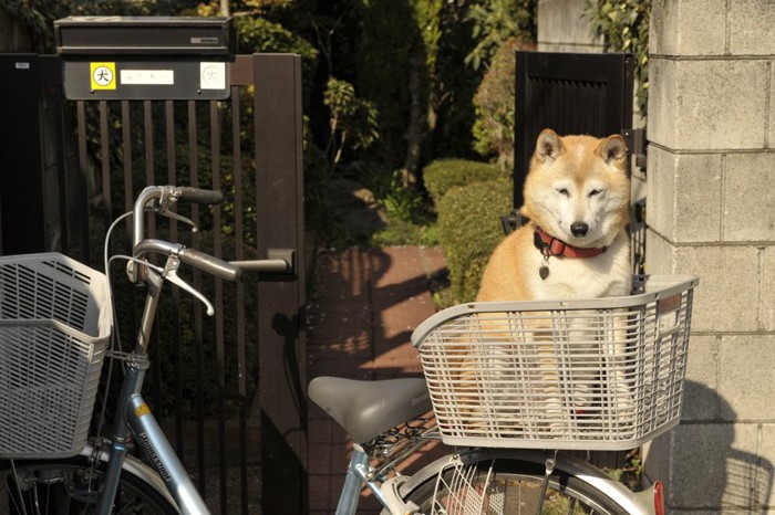 自転車に乗る柴犬