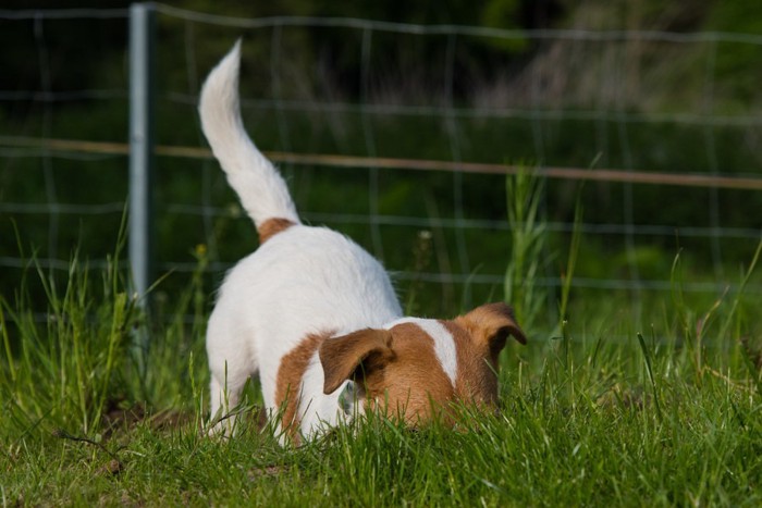 芝生に顔をうずめる犬