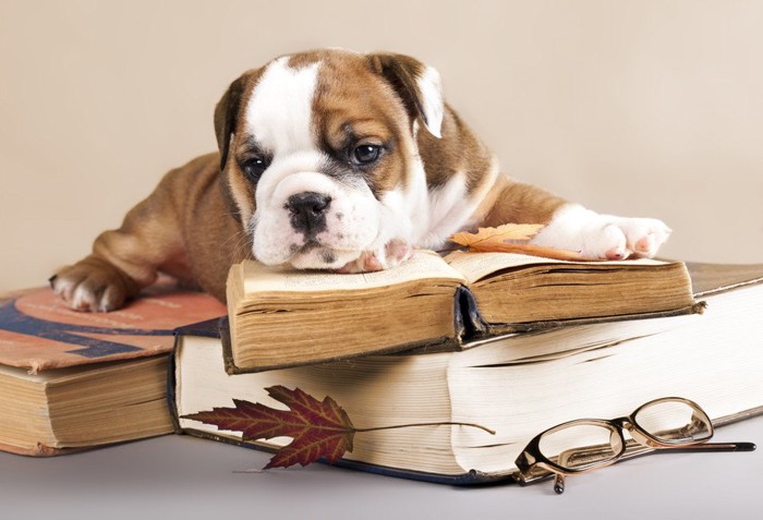 犬と古い本