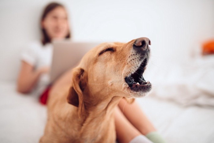 吠える犬とパソコンを使う女性
