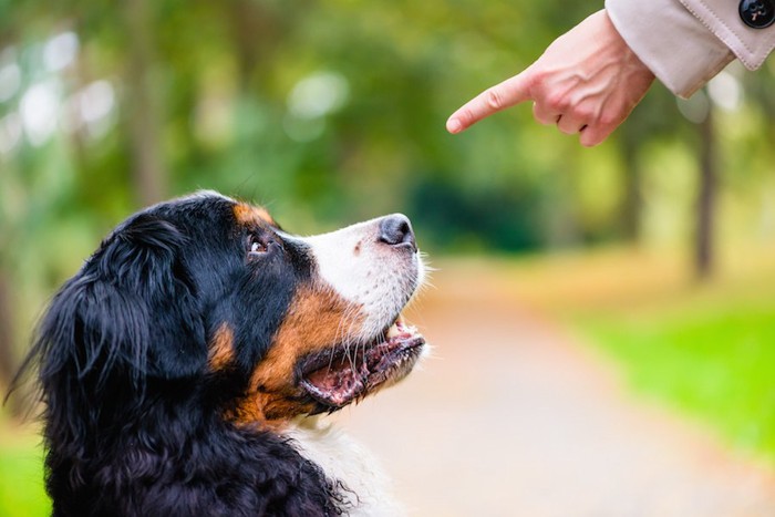 指示を出す飼い主の手を見つめる犬
