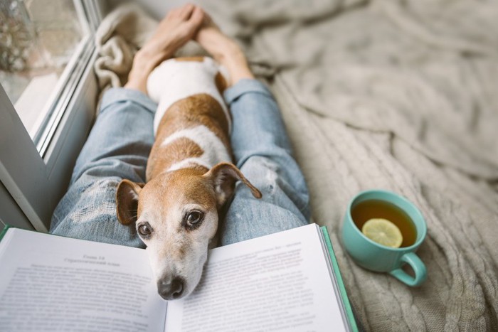 本を読む人の脚の間に挟まる犬