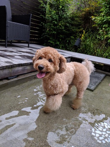 足湯に浸かる犬