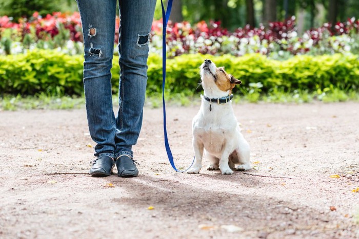 散歩中におすわりをして飼い主を見上げる犬