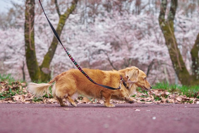 春の散歩を楽しむ犬