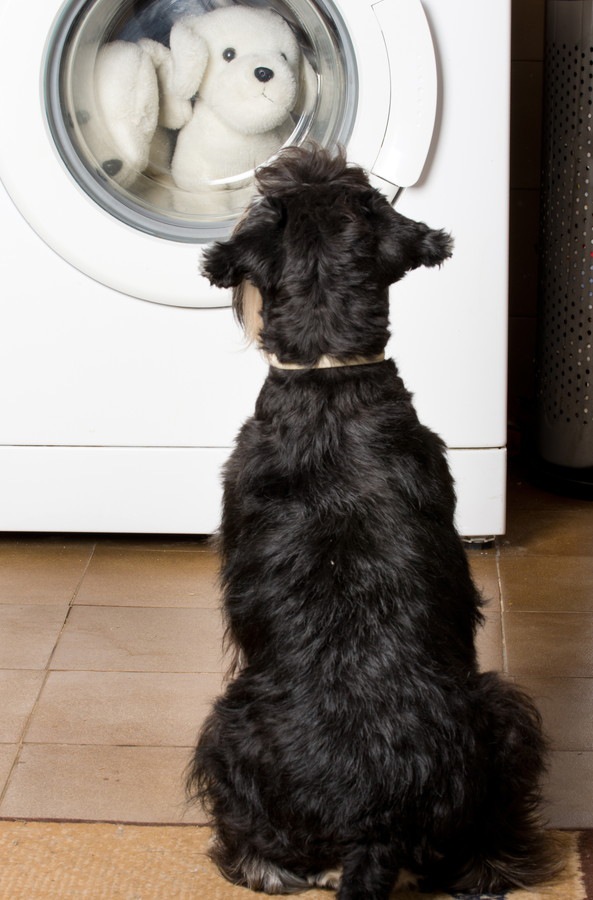 洗濯しているぬいぐるみを見る犬