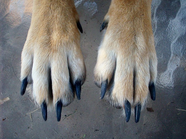伸びきった犬の爪