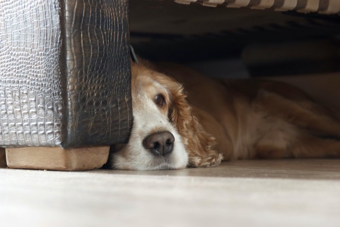 ソファの下から覗く犬