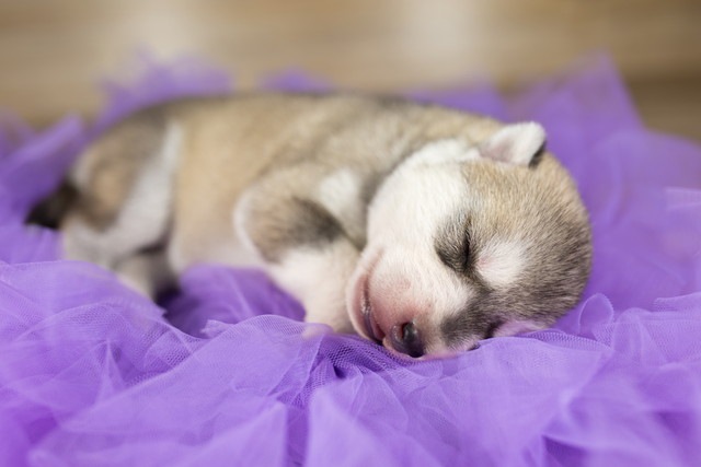 紫色の布の上で寝ている生まれたての子犬