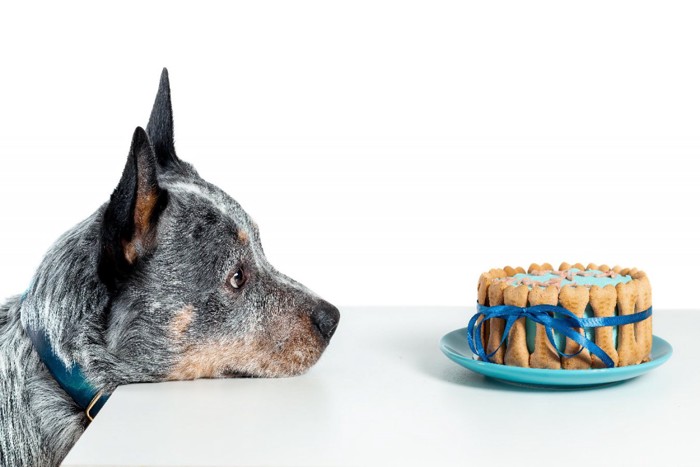 青いリボンのケーキを見つめる犬
