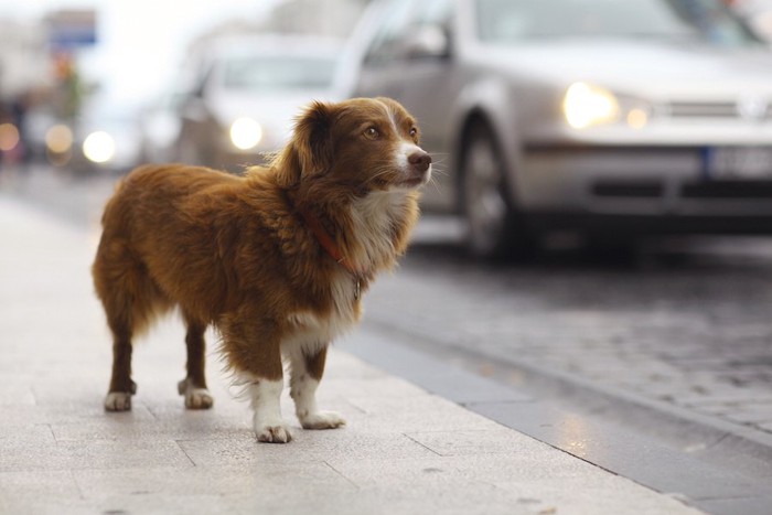 道路に佇む首輪をした犬
