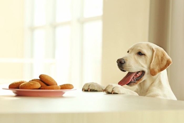 テーブルの上のお菓子を狙う犬
