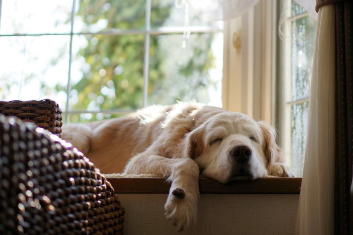 窓際で眠る犬