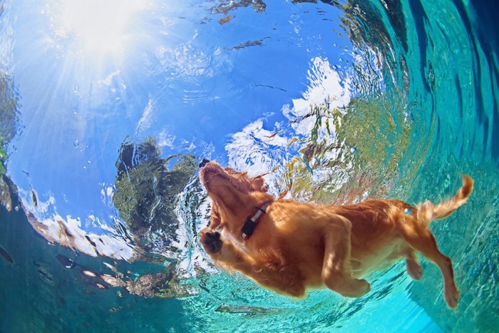 水の中を泳ぐ犬