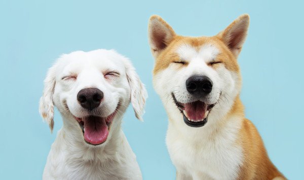 愛犬をもっと幸せにする方法