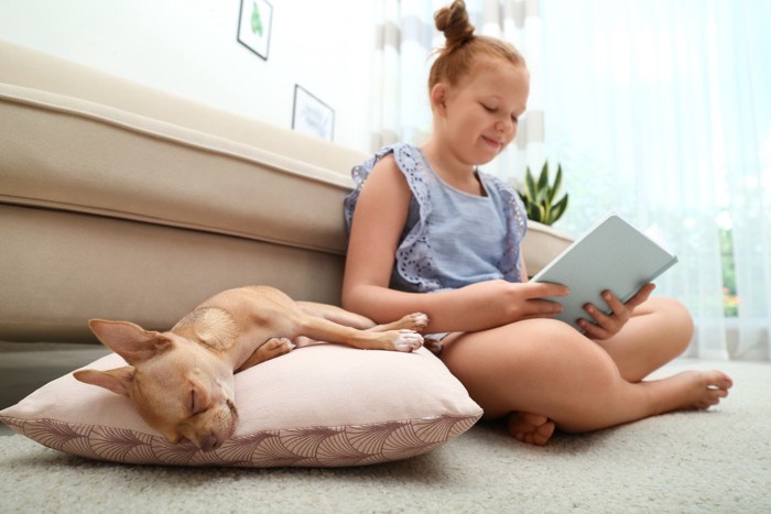 読書中の少女の隣のクッションで眠る犬