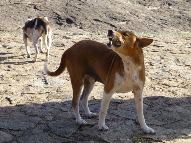 岩の上で歯を出して威嚇する犬