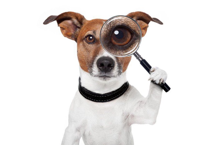 虫眼鏡を使う犬