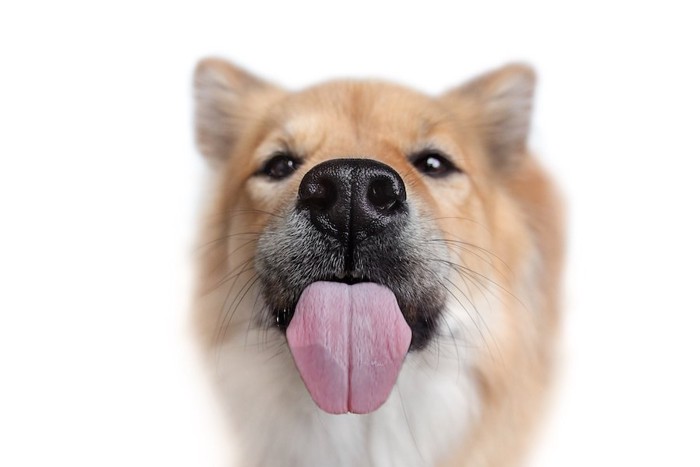 舌を出す犬の顔のアップ